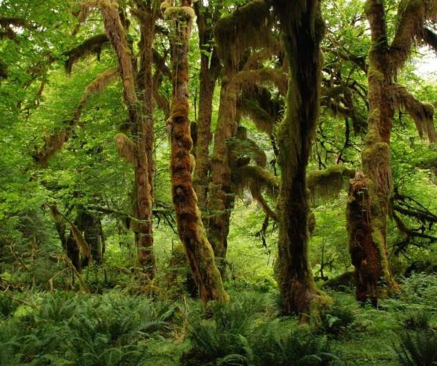 Overcrowding increases tree mortality, perhaps explaining higher biodiversity in tropical forests