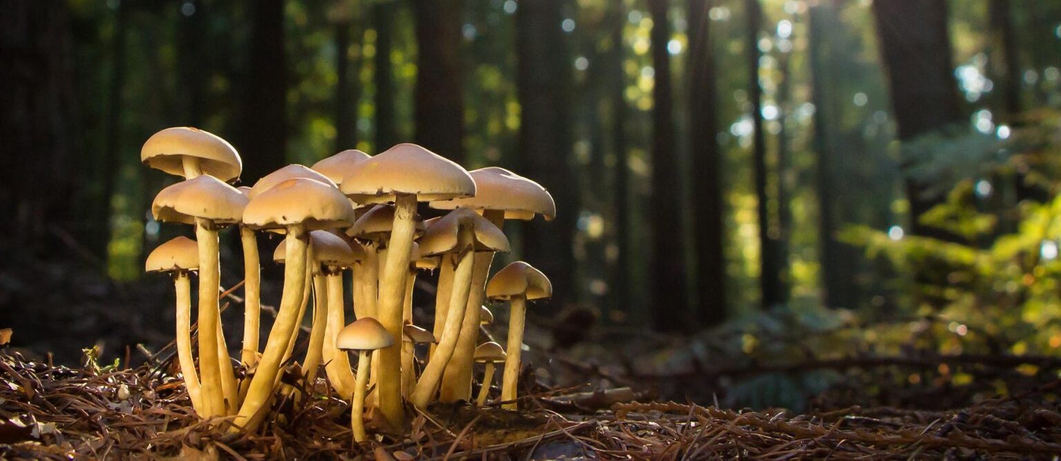 “The Future Is Fungal” – A New Era for Boreal Biodiversity