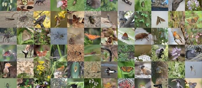 Monitoring and measuring biodiversity require more than just numbers; scientists advocate for change